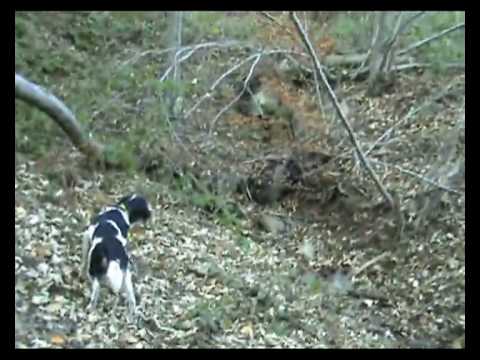 CACCIA ALLA BECCACCIA