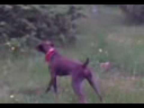 Cane da Caccia Kurzhaar