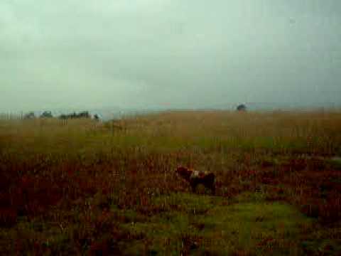 CACCIA AI BECCACCINI CON L\’ESPAGNEUL BRETON