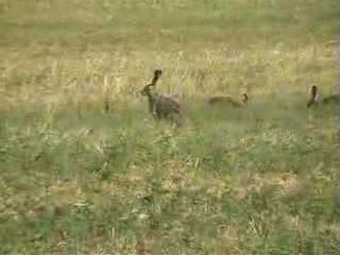 Caccia alla lepre