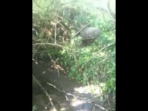 Cani da Caccia per Caccia al Cinghiale