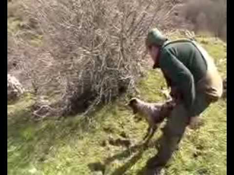 SETTER IN FERMA SU COTURNICE