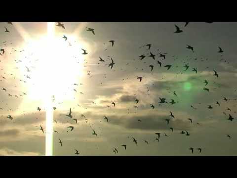 Migrazione di Piveri dorati