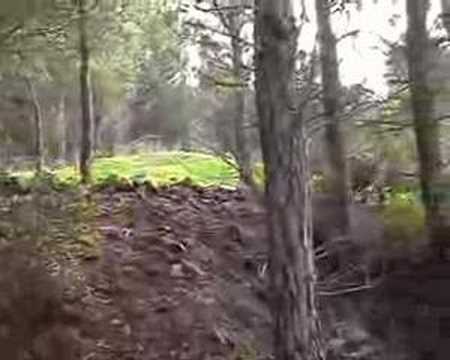 CANI DA CACCIA AL CINGHIALE