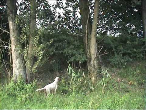 CANE DA CACCIA SETTER A FAGIANI