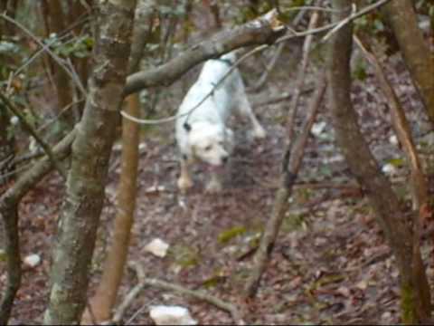 SETTER INGLESE SU BECCACCE