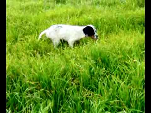CANE SETTER IN FERMA SU BECCACCIA