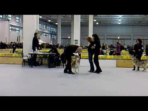 MANIFESTAZIONE INTERNAZIONALE CANINA DI MONTICHIARI(BS)