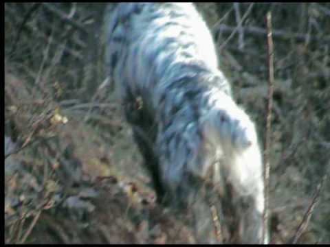 Caccia alla Beccaccia a fine stagione