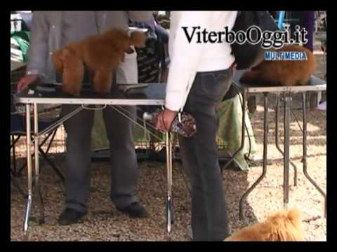 MOSTRA CANINA DI VITERBO(VT)