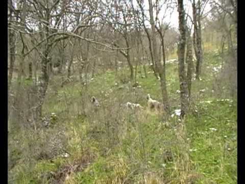 CACCIA ALLA BECCACCIA