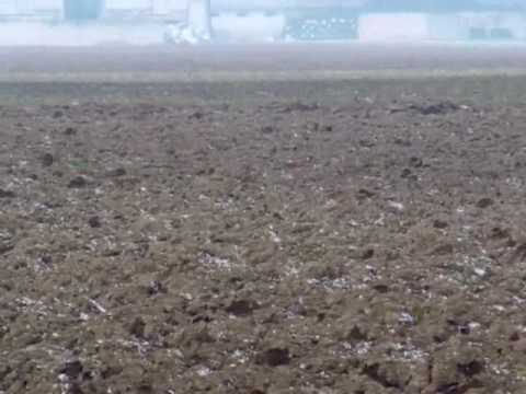 CACCIA ALLA LEPRE CON BEAGLE HARRIER