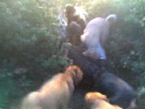 CACCIA AL CINGHIALE A SORGONO(NU)