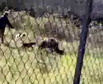 CINGHIALE E CANI IN ADDESTRAMENTO