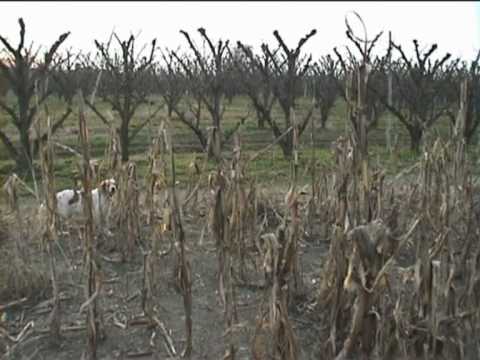 CANE DA CACCIA SETTER SU FAGIANI