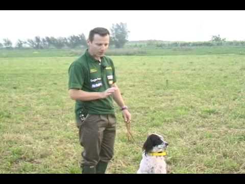 SETTER INGLESE IN ADDESTRAMENTO