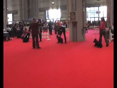 ESPOSIZIONE INTERNAZIONALE CANINA DI MILANO