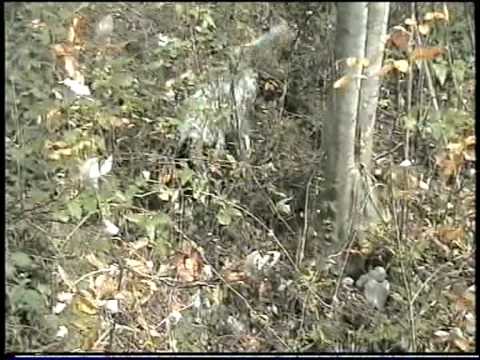 CACCIA ALLA BECCACCIA