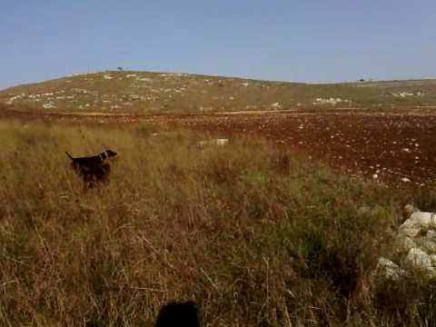 BRACCO TEDESCO-KURZHAAR IN CONSENSO E FERMA SU QUAGLIA