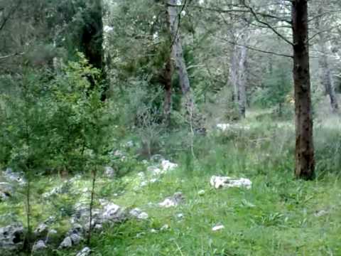 BRACCO TEDESCO IN ALLENAMENTO SU BECCACCE