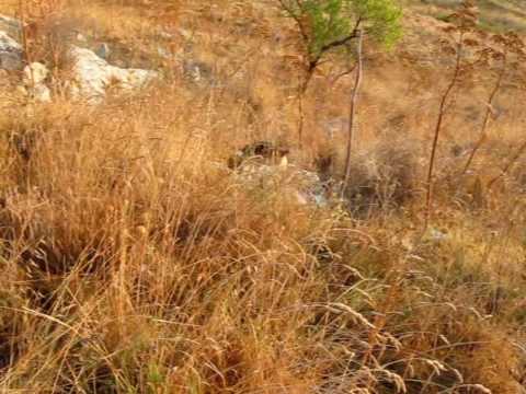 ADDESTRAMENTO CANI ALLA CACCIA AL CONIGLIO