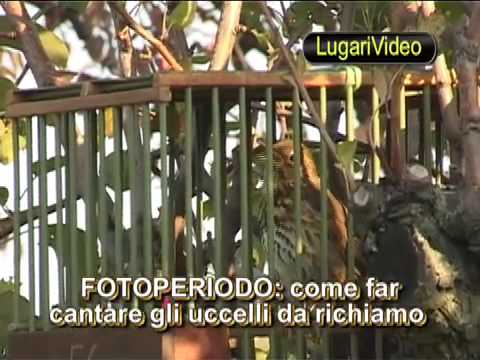 UCCELLI DA RICHIAMO E LORO CANTO
