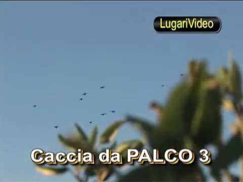CACCIA AI COLOMBACCI