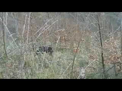 SEGUGI IN ADDESTRAMENTO SU LEPRE