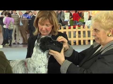 ESPOSIZIONE CANINA FIERA DEL GARDA