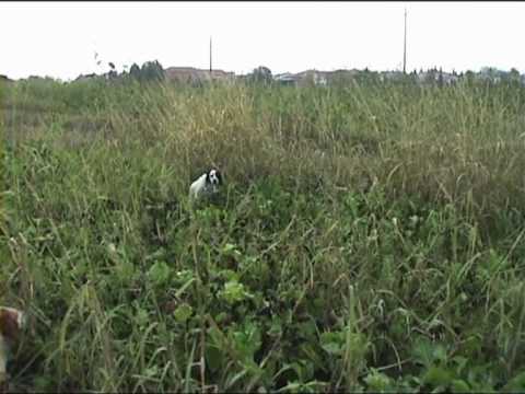 SETTER IN FERMA SU FAGIANI E LEPRE