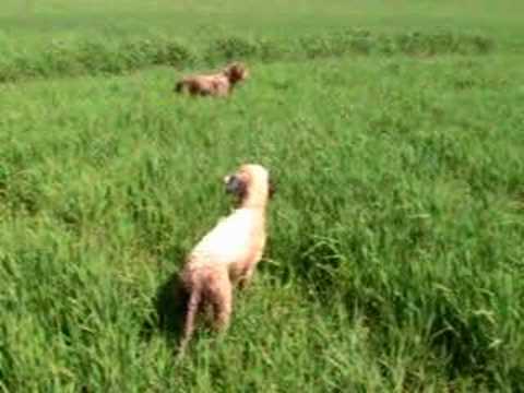 SETTER IN FERMA SU QUAGLIA