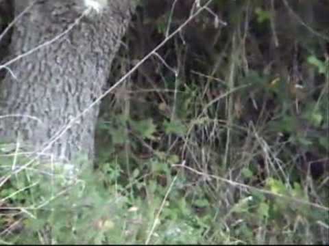 CACCIA ALLA BECCACCIA IN SARDEGNA