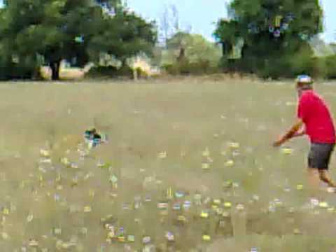 Epagneul Breton in ferma su quaglie.