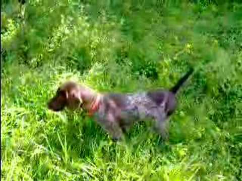 Bracco Tedesco in ferma