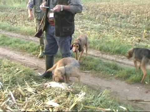 CACCIA ALLA LEPRE CON I SEGUGI