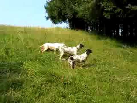 Cani in ferma su starna