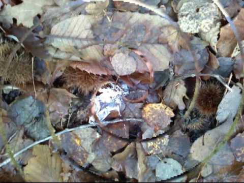 Caccia : Video di caccia alla Beccaccia