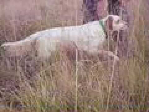 Caccia: Video di caccia al fagiano