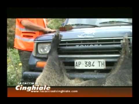 La caccia al cinghiale con gilet- I Segugi italiani