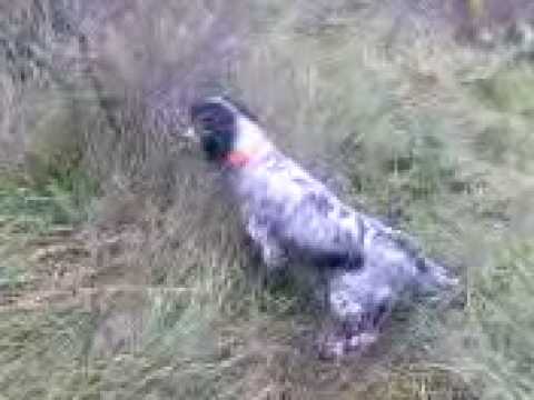 CACCIA ALLA BECCACCIA