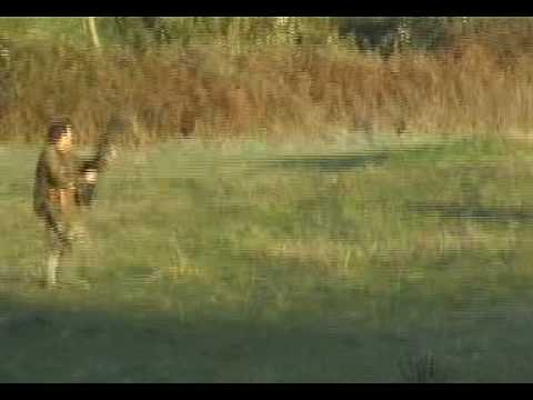 CANE DA CACCIA IN FERMA