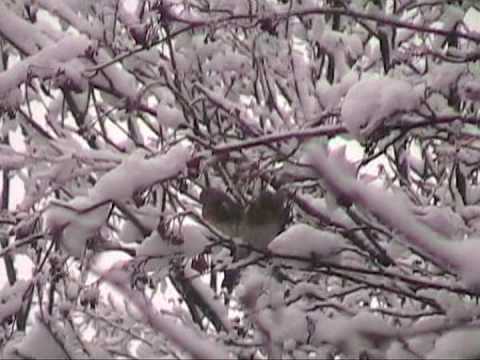 Caccia: Video Caccia da Capanno