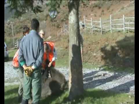 CACCIA AL CINGHIALE A CICHERO (GE)