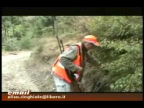 BATTUTA DI CACCIA AL CINGHIALE