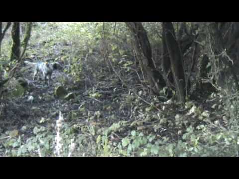 Caccia alla beccaccia con setter