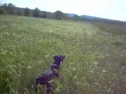 CANE DA CACCIA DRAHTHAAR