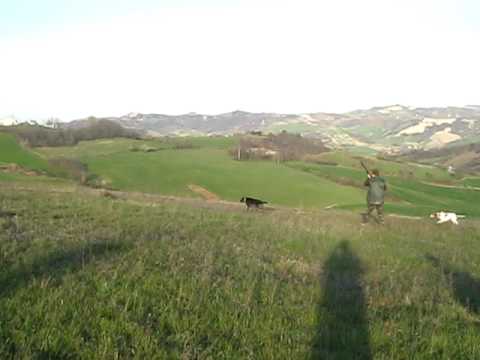 CACCIA ALLA QUAGLIA CON DRAHTHAAR E POINTER