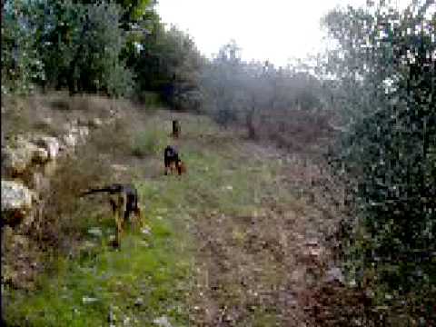 CACCIA : I SEGUGI E LA LEPRE