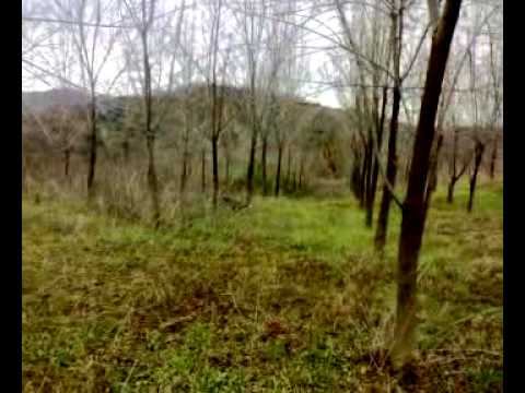 CACCIA ALLA BECCACCIA