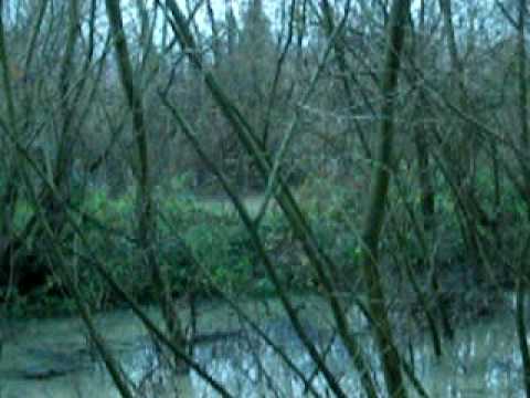 BRETON CHE RECUPERA BECCACCIA